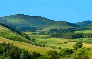 cheviot